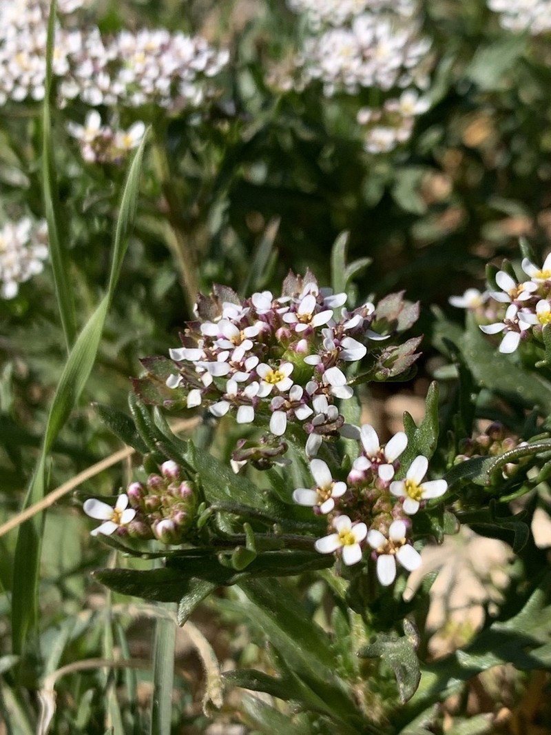 Iberis odorata photo 8
