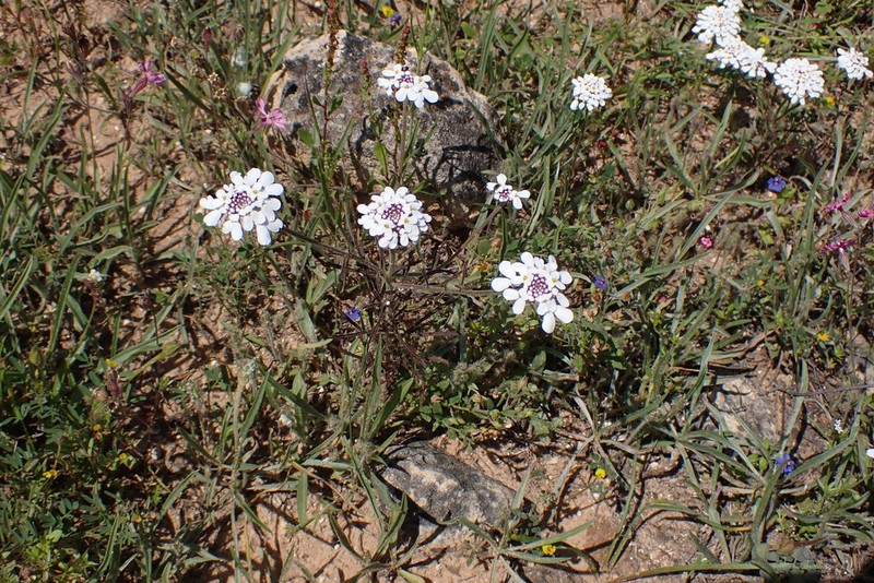 Iberis pectinata