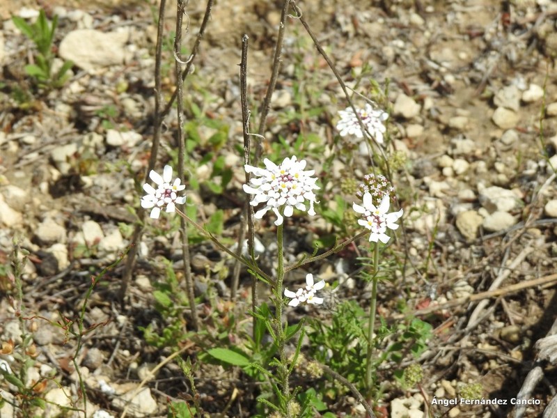Iberis pectinata photo 2