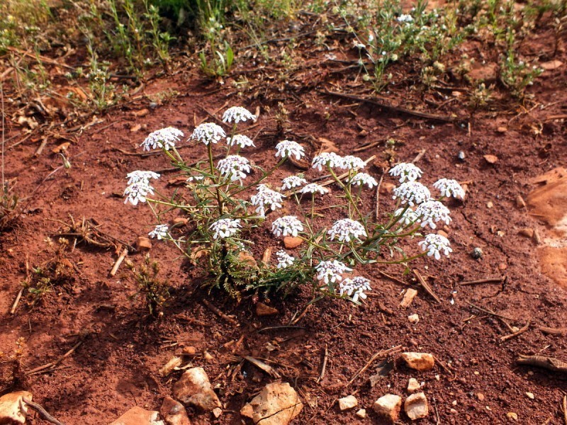 Iberis pectinata photo 3