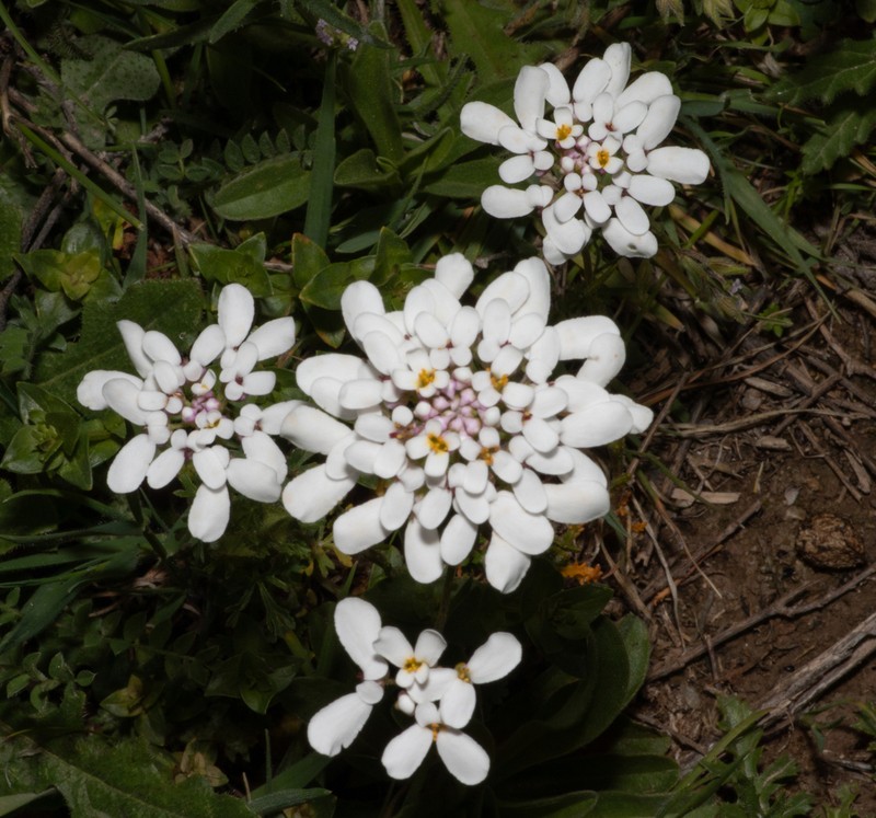 Iberis pectinata photo 4