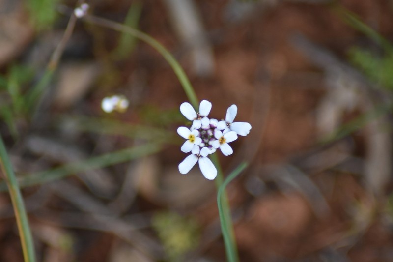 Iberis pectinata photo 5