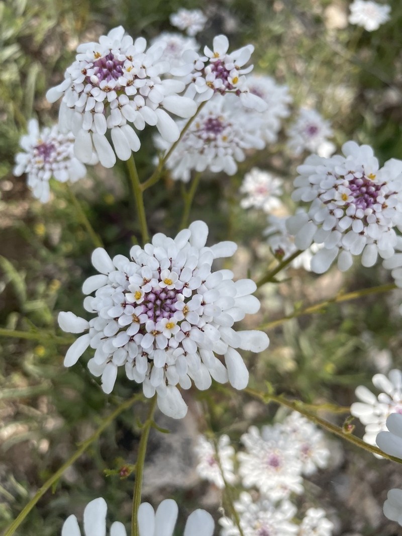 Iberis pectinata photo 6
