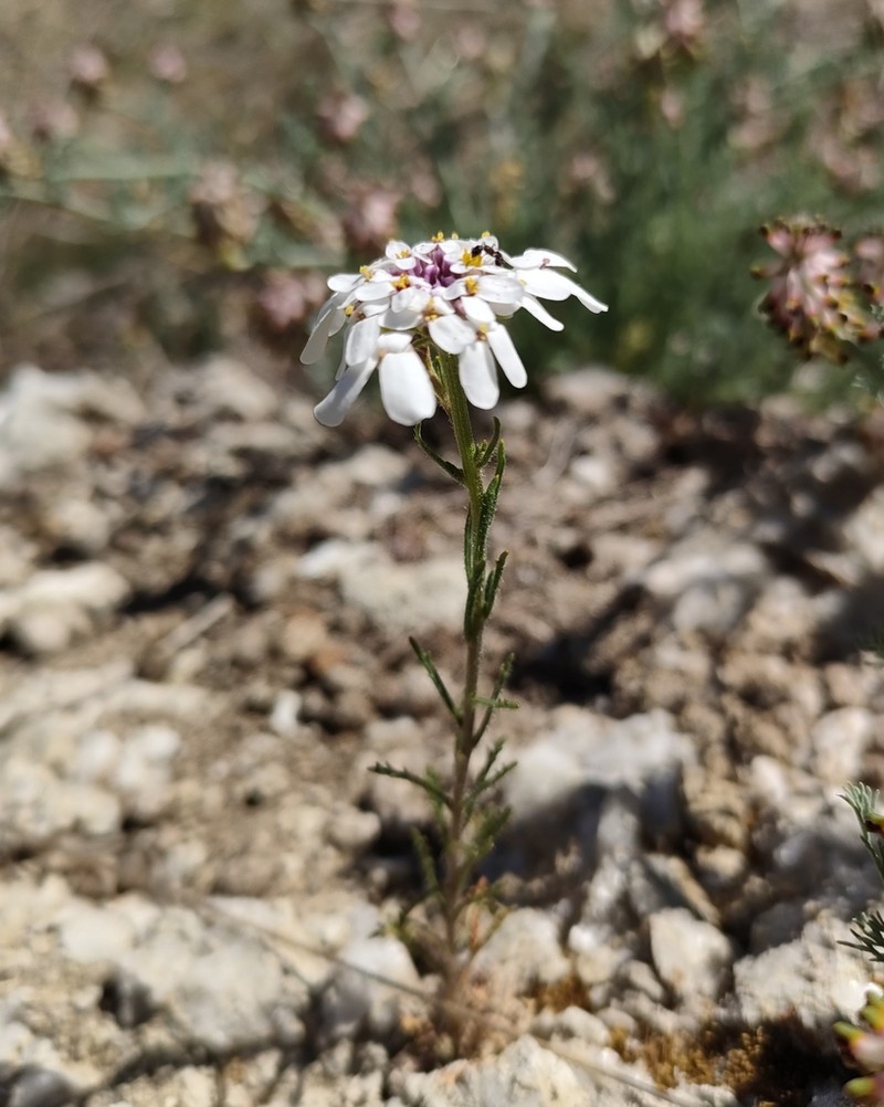 Iberis pectinata photo 7