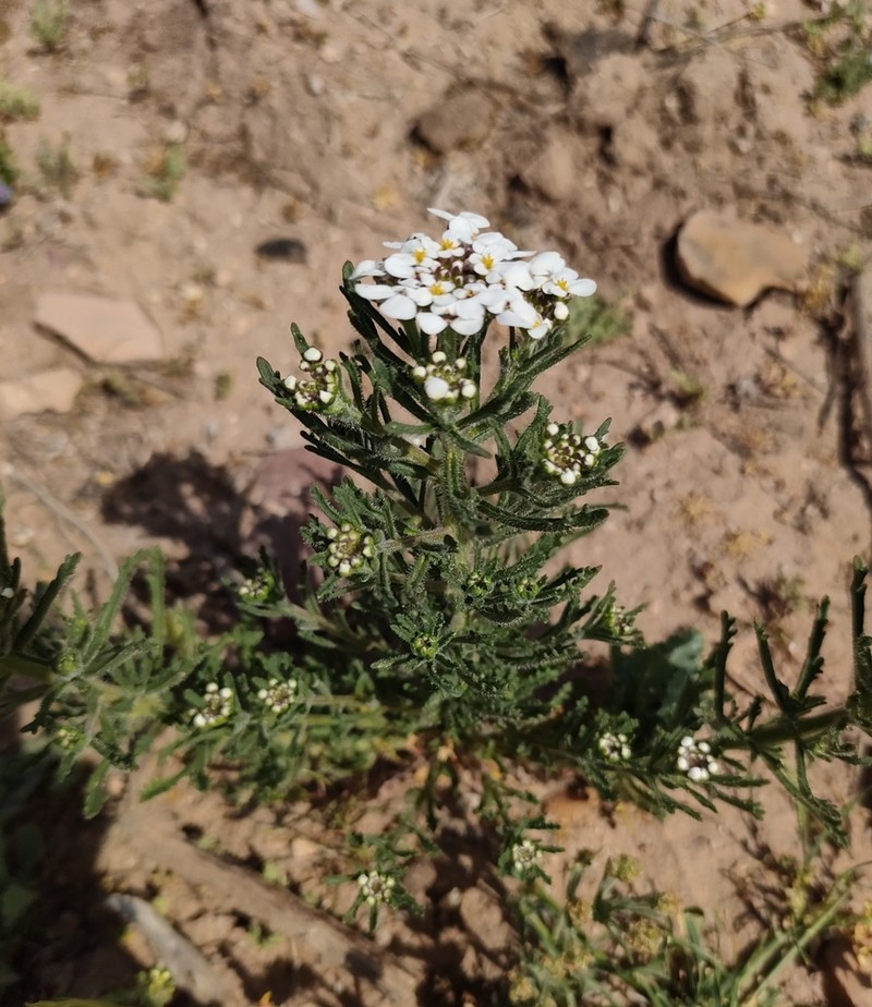 Iberis pectinata photo 8