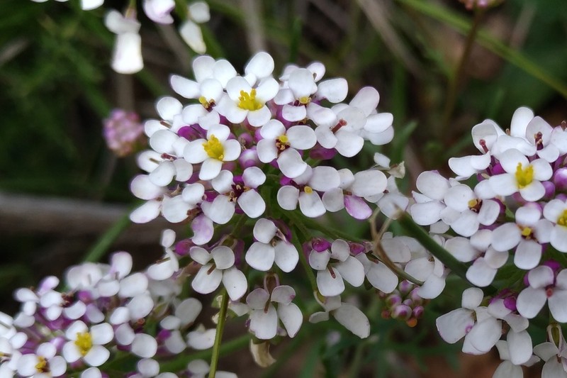 Iberis pinnata
