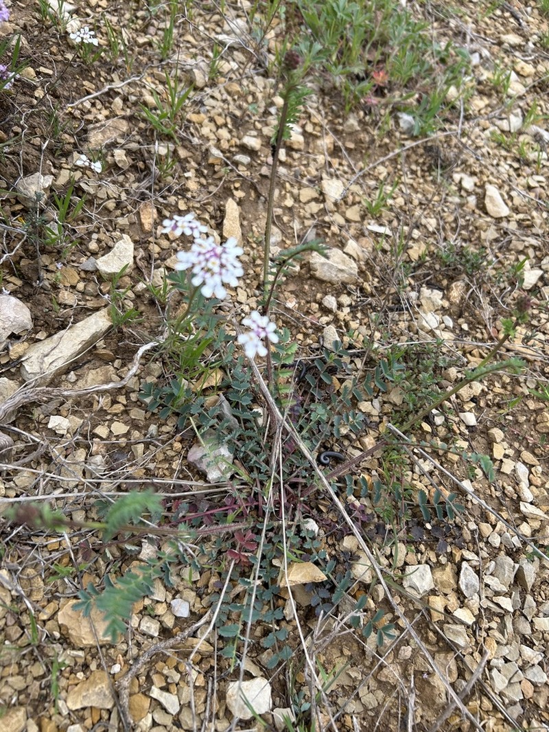 Iberis pinnata photo 2