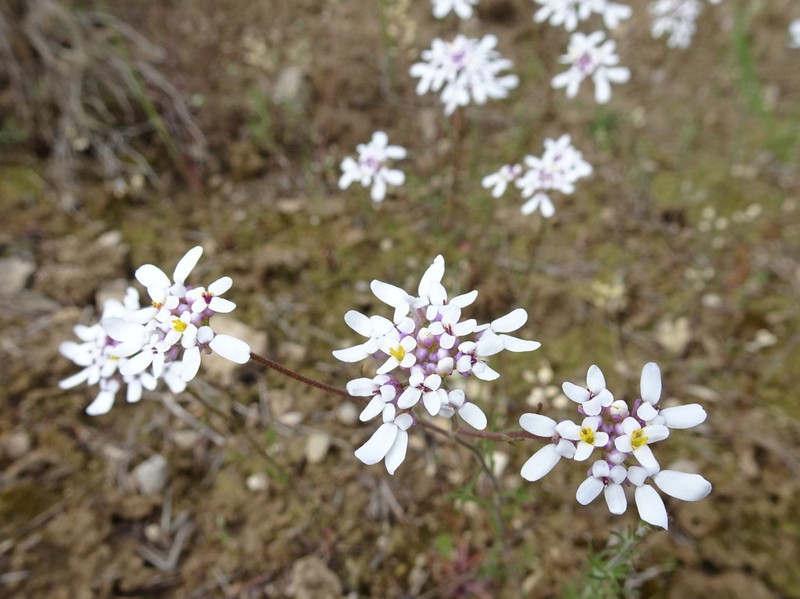 Iberis pinnata photo 3