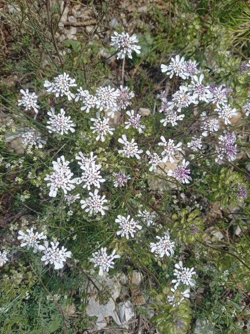 Iberis pinnata photo 4