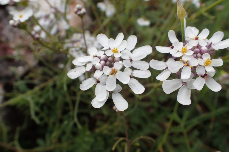 Iberis pinnata photo 5