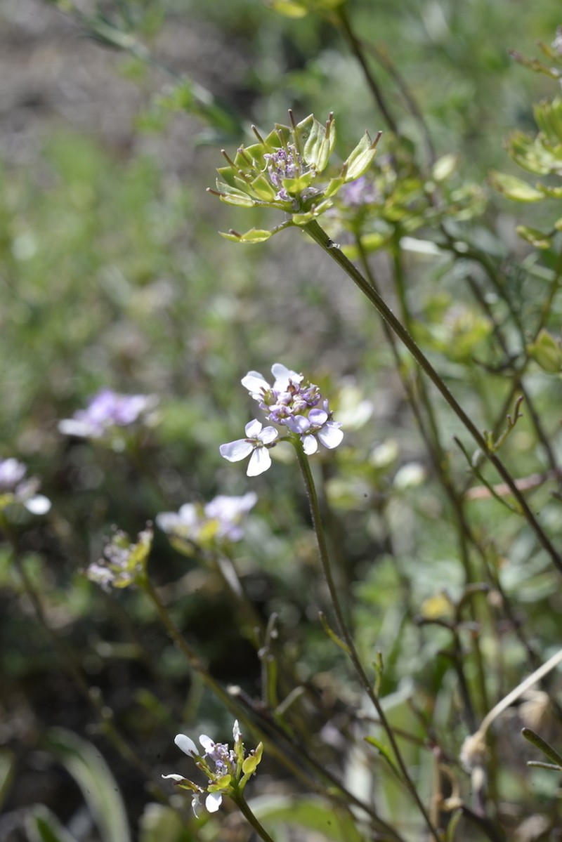 Iberis pinnata photo 6