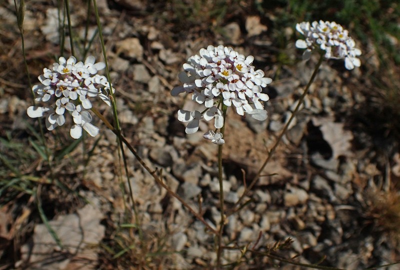 Iberis pinnata photo 7