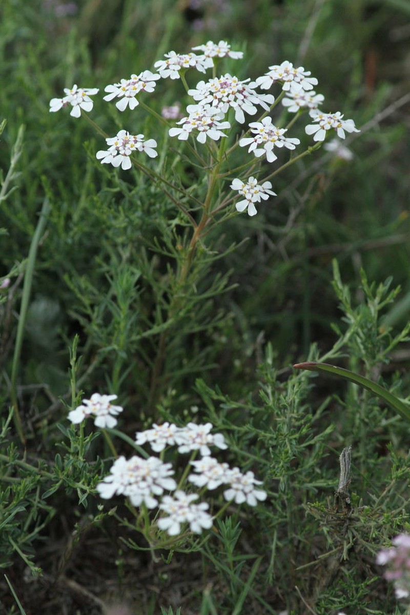 Iberis pinnata photo 8