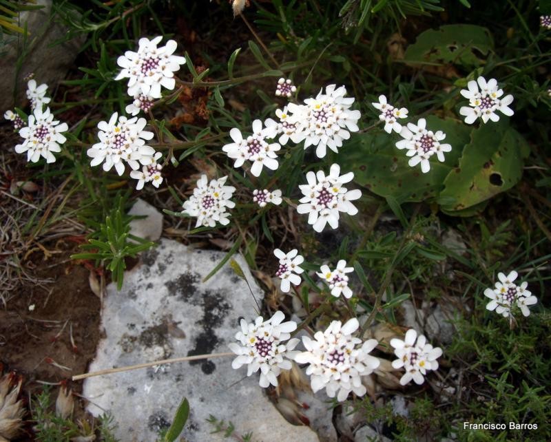 Iberis procumbens