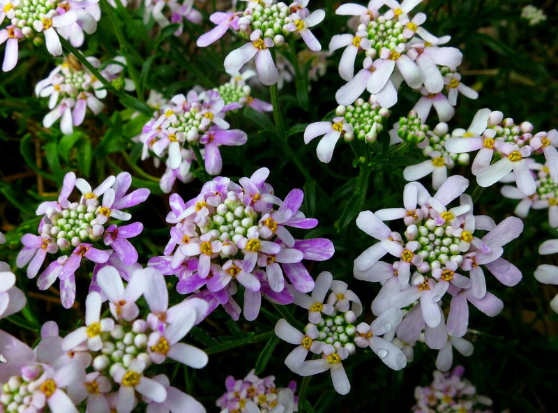 Iberis procumbens photo 2