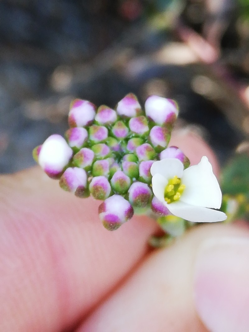 Iberis procumbens photo 3