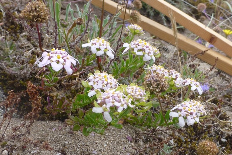 Iberis procumbens photo 4
