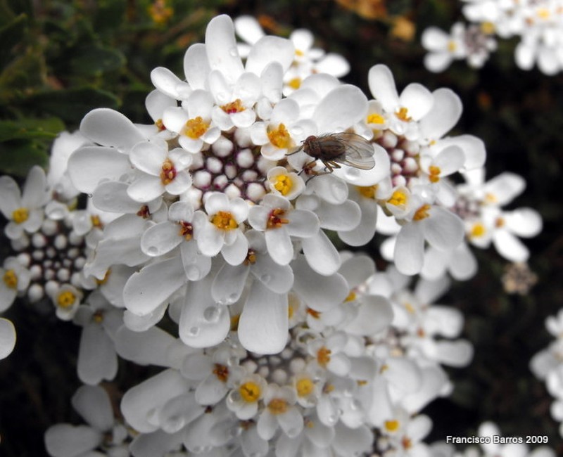 Iberis procumbens photo 5