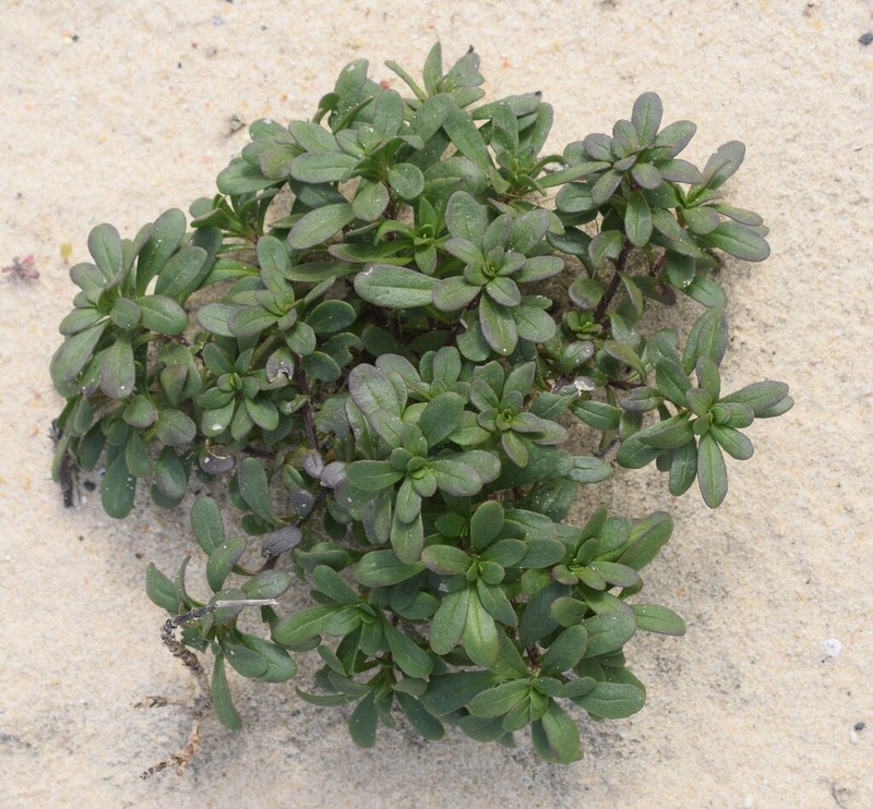 Iberis procumbens photo 6