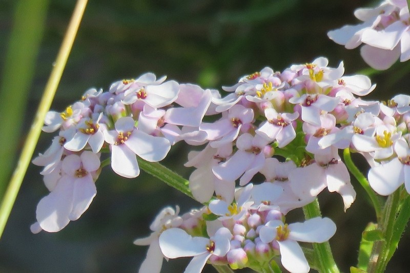 Iberis procumbens photo 7