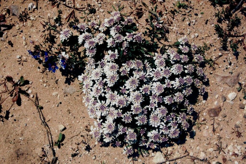 Iberis procumbens photo 8