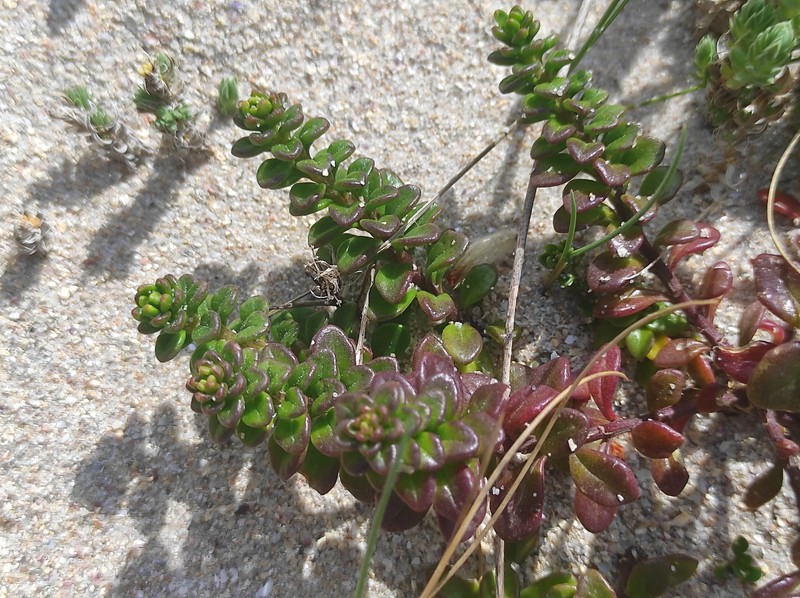 Iberis procumbens subsp. procumbens
