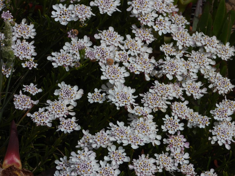 Iberis procumbens subsp. procumbens photo 2