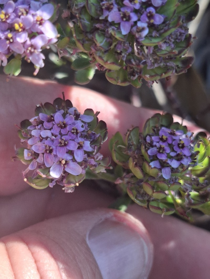 Iberis procumbens subsp. procumbens photo 3