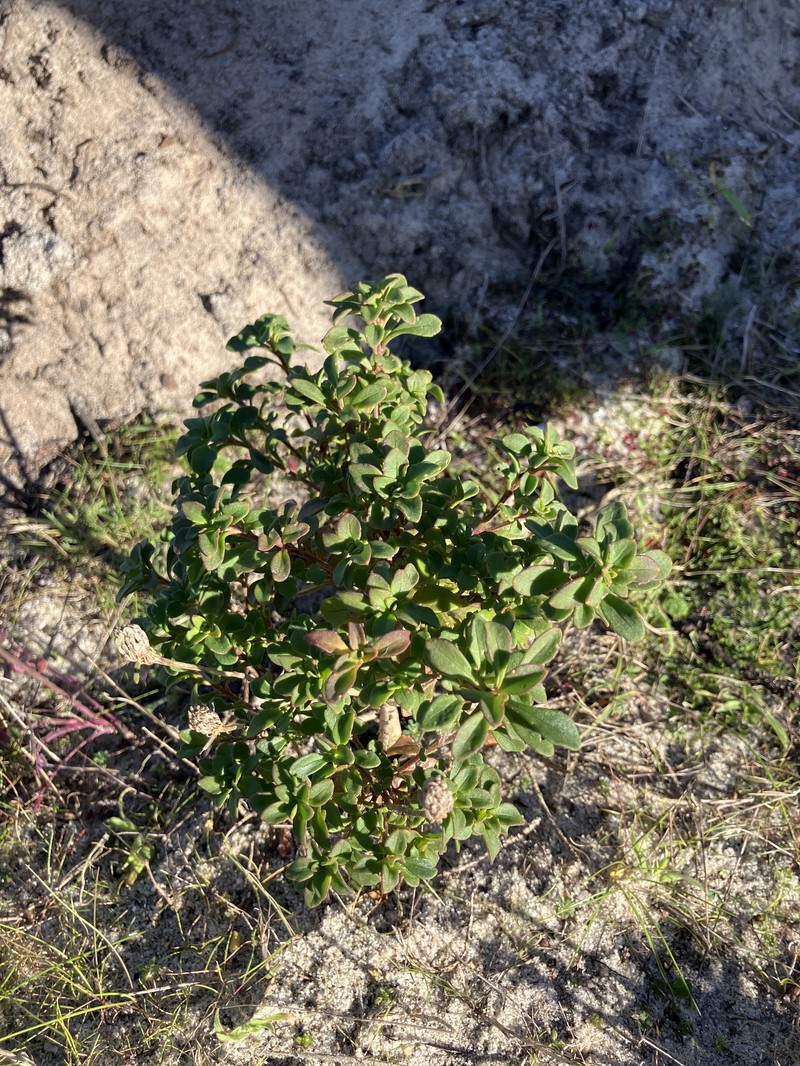 Iberis procumbens subsp. procumbens photo 4