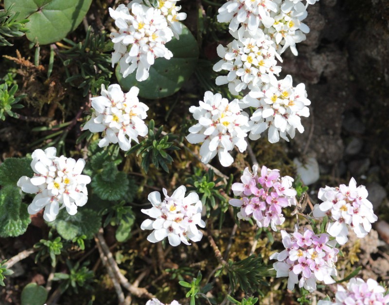 Iberis saxatilis