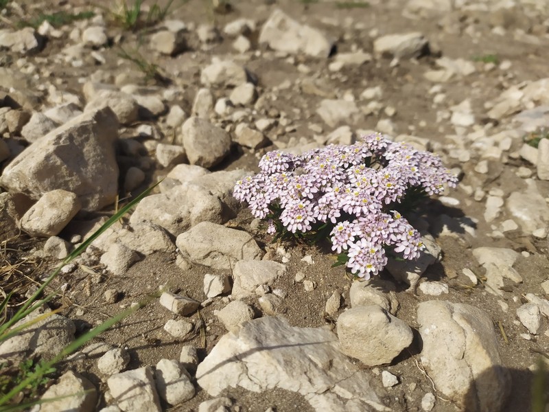 Iberis saxatilis photo 2