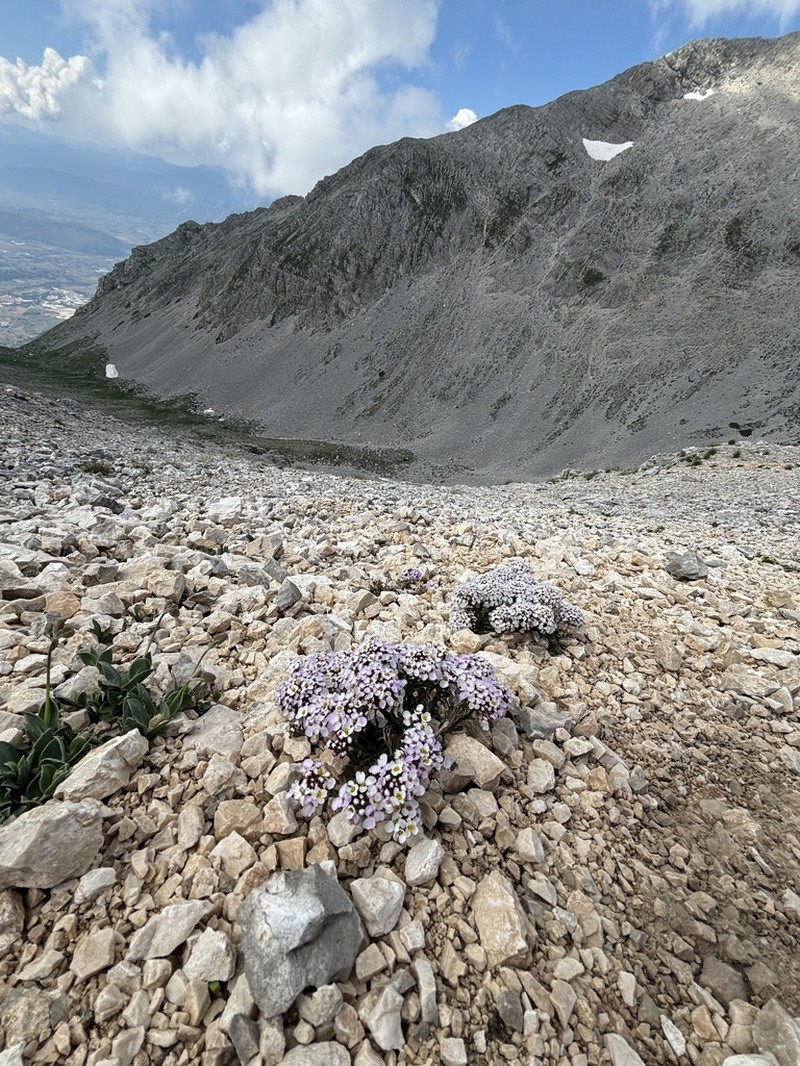 Iberis saxatilis photo 3