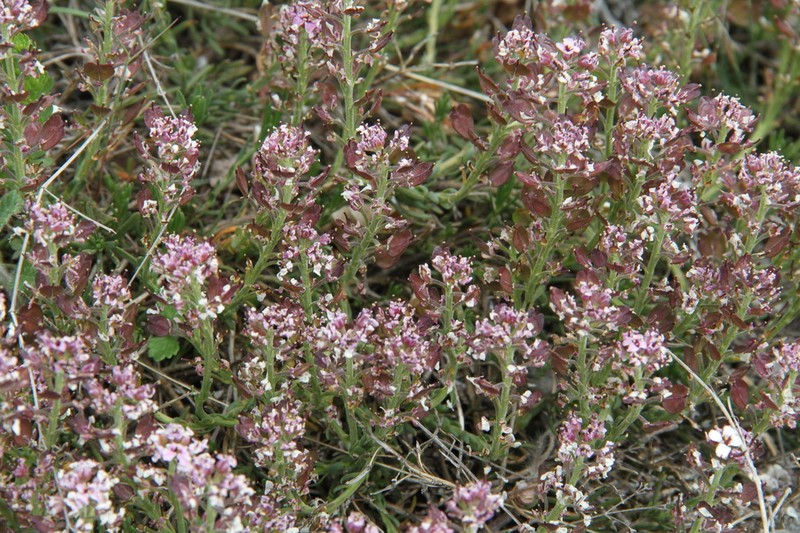 Iberis saxatilis photo 4