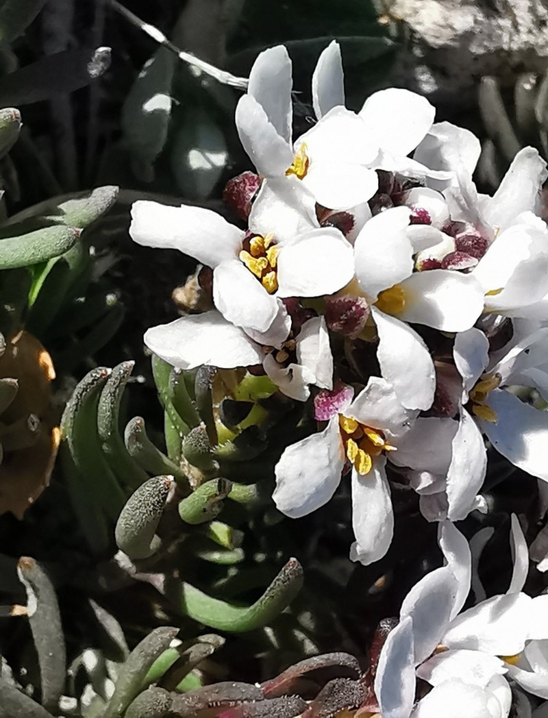 Iberis saxatilis photo 5