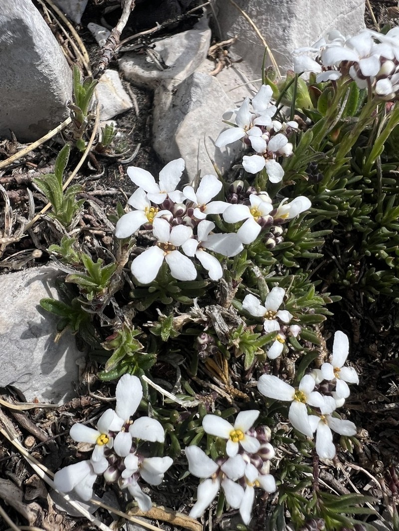 Iberis saxatilis photo 6