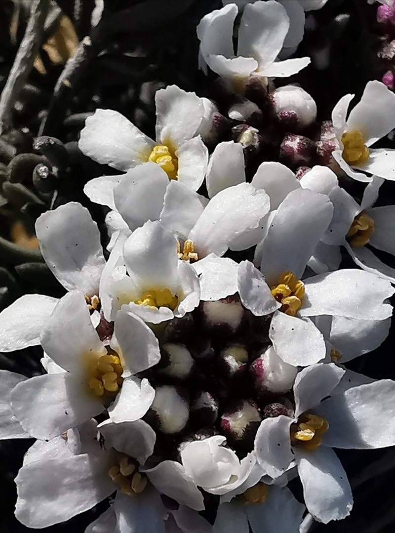 Iberis saxatilis photo 7