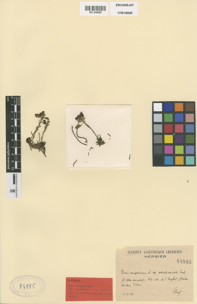 Iberis saxatilis subsp. pseudosaxatilis