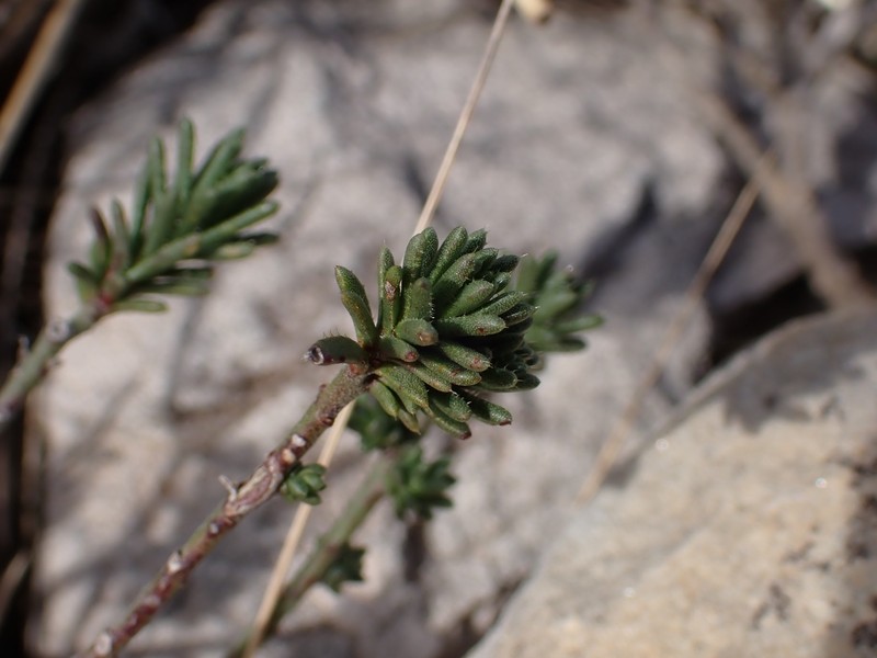 Iberis saxatilis subsp. saxatilis