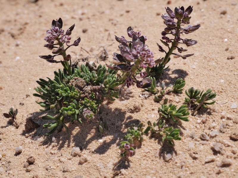 Iberis saxatilis subsp. saxatilis photo 2