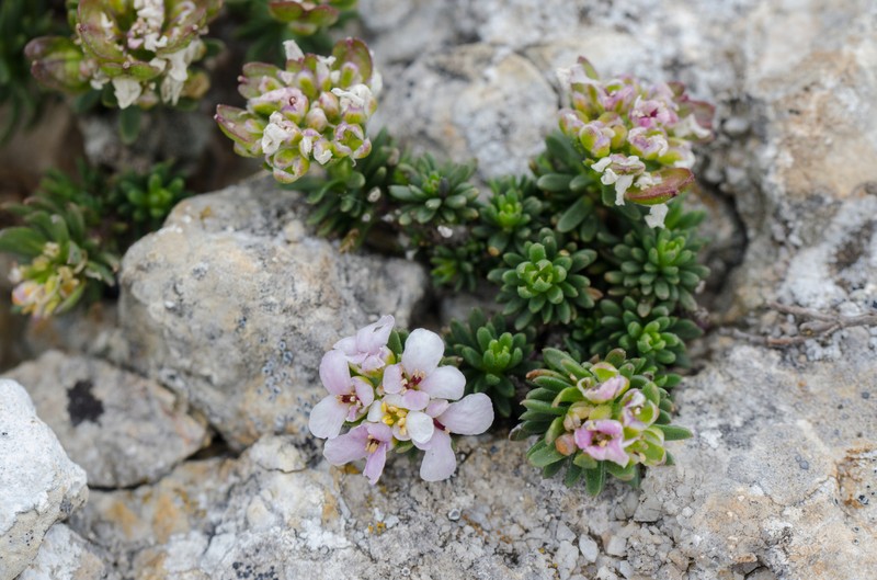Iberis saxatilis subsp. saxatilis photo 3