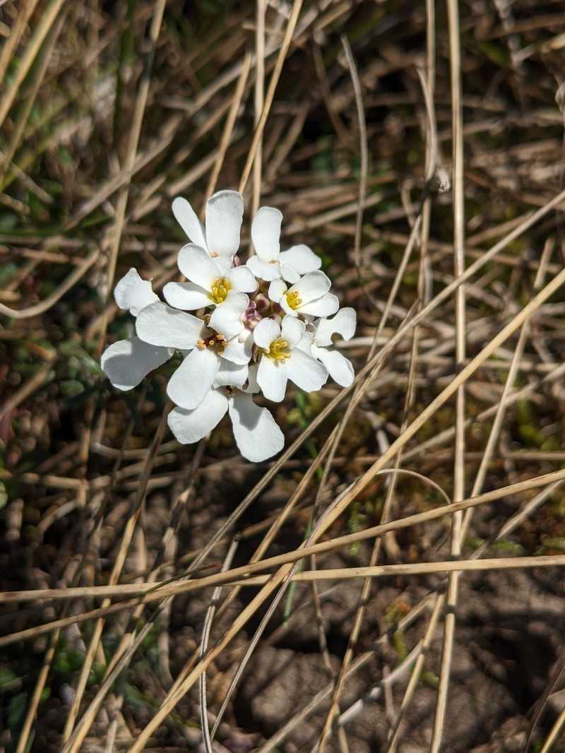 Iberis saxatilis subsp. saxatilis photo 4