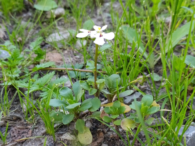 Iberis semperflorens