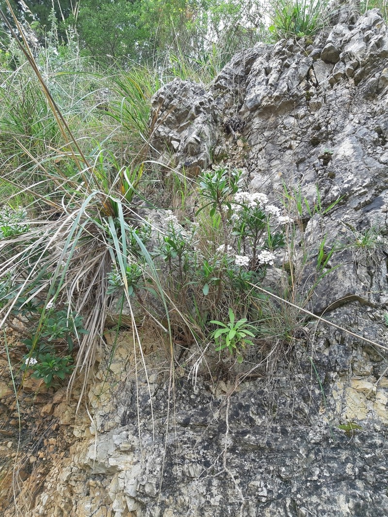 Iberis semperflorens photo 2