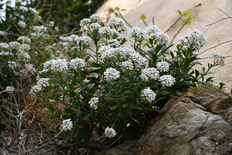 Iberis semperflorens photo 3