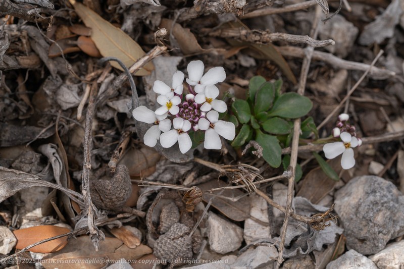 Iberis semperflorens photo 4