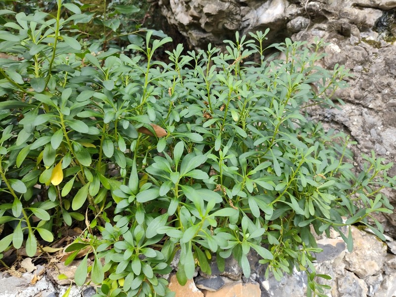 Iberis semperflorens photo 5