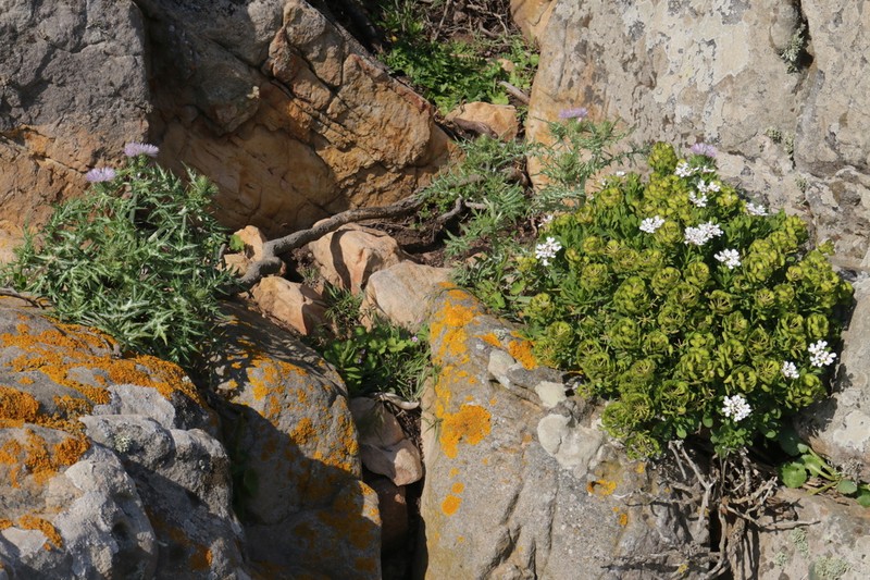 Iberis semperflorens photo 6