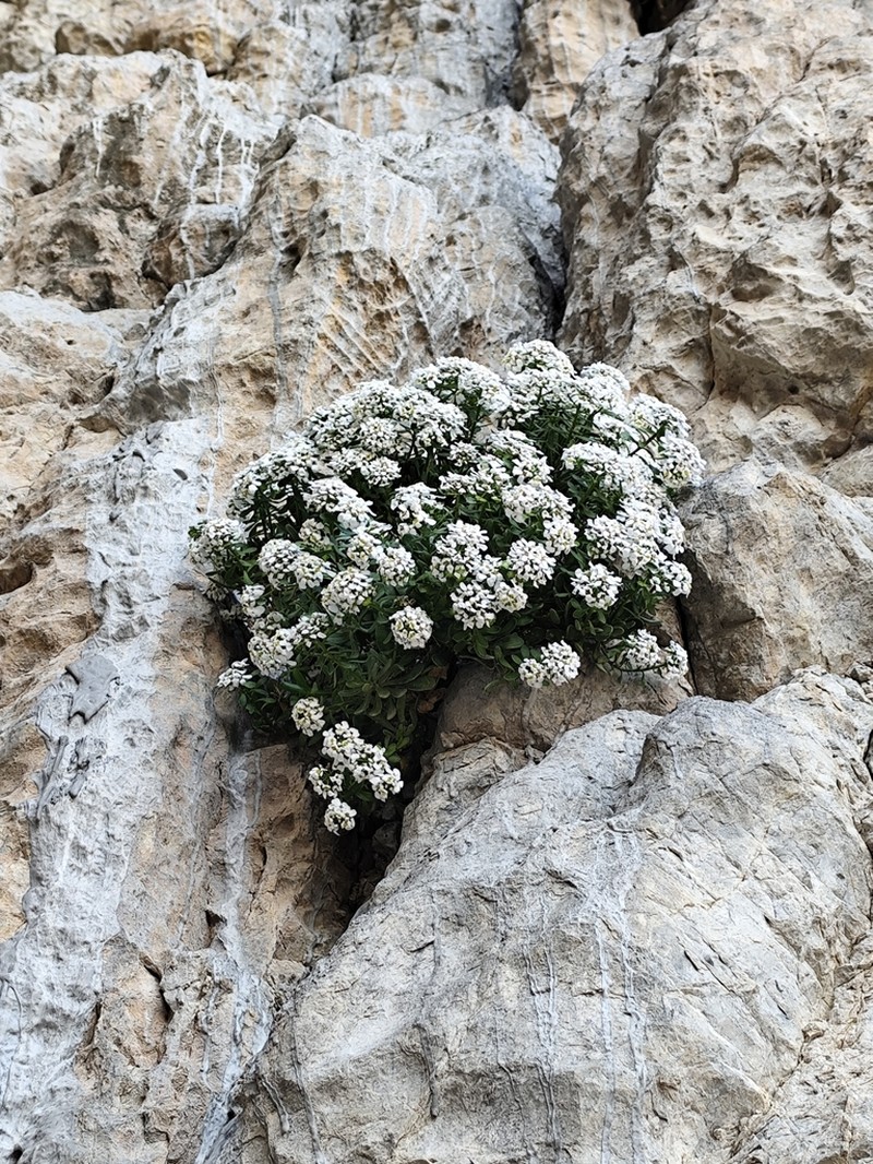 Iberis semperflorens photo 7