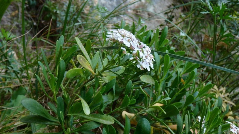 Iberis semperflorens photo 8