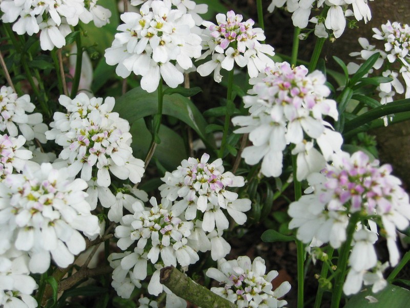 Evergreen Candytuft photo 2